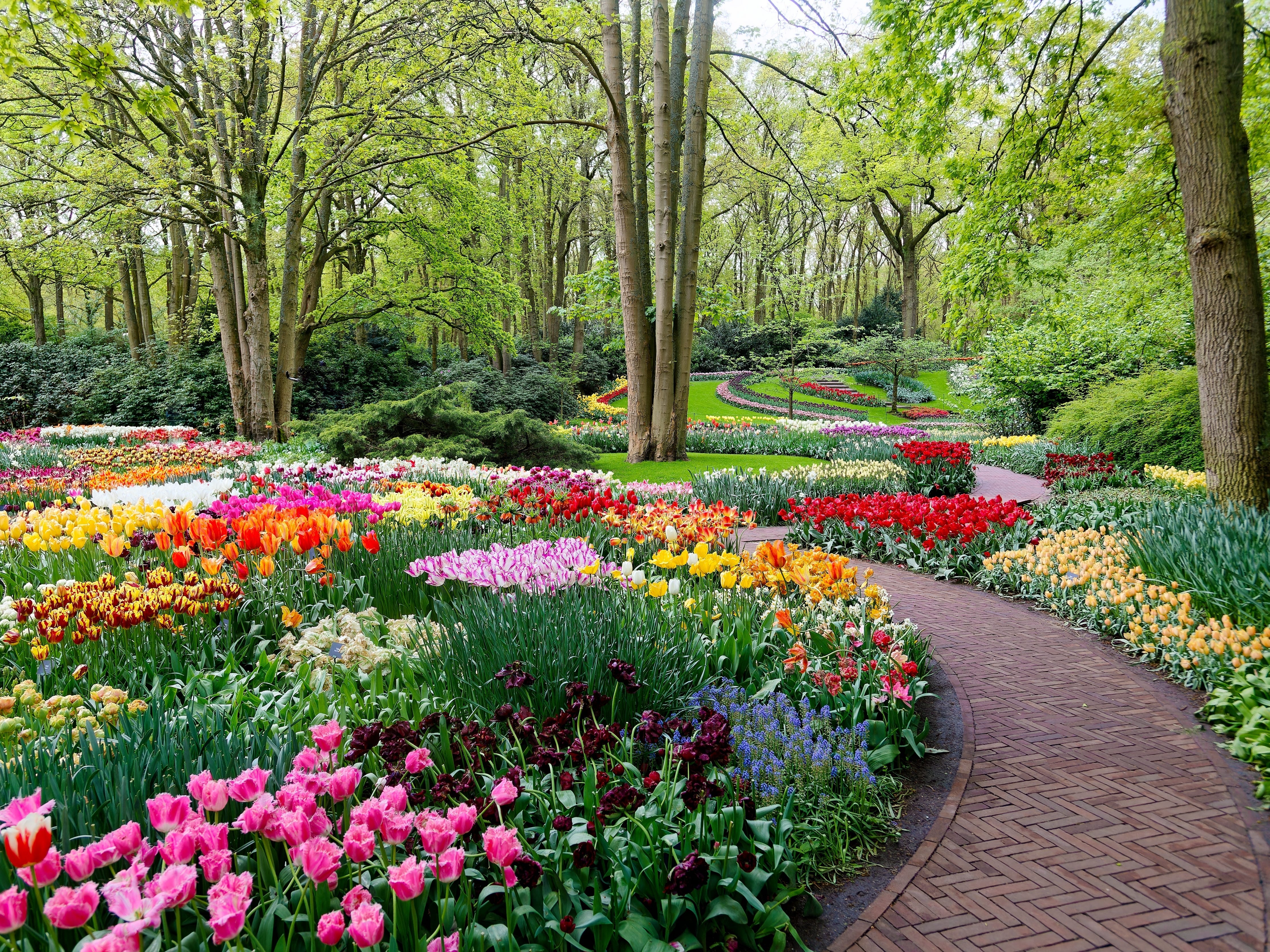 A walkway in Keukenhof with plenty of colorful flowers and trees.