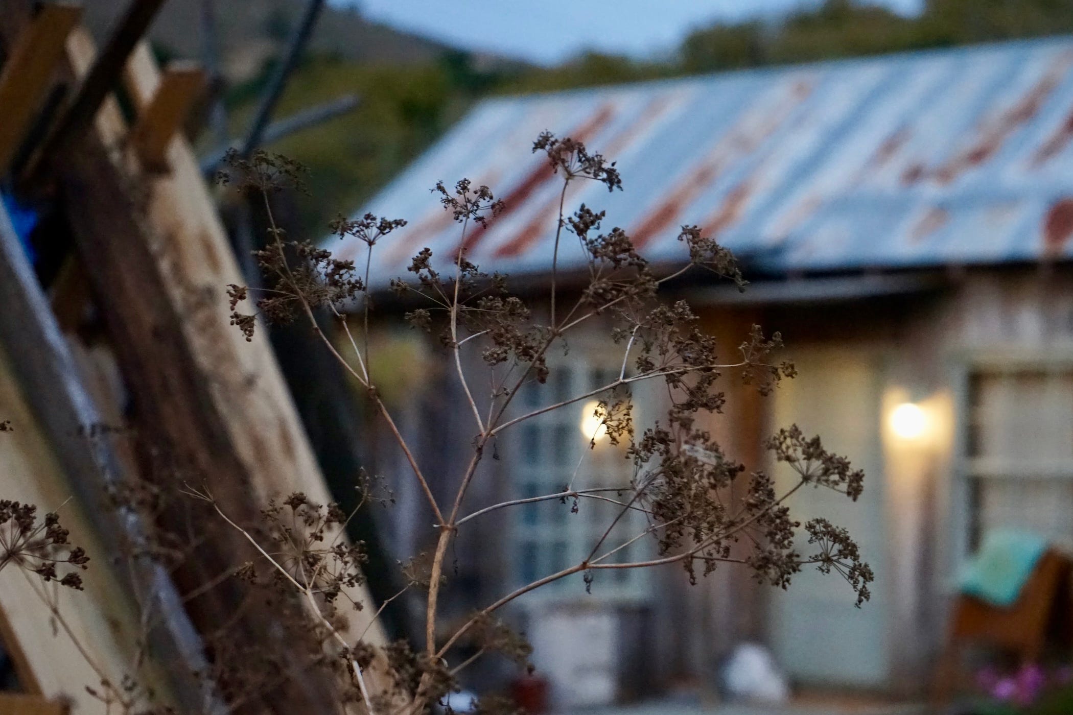 david's cabin