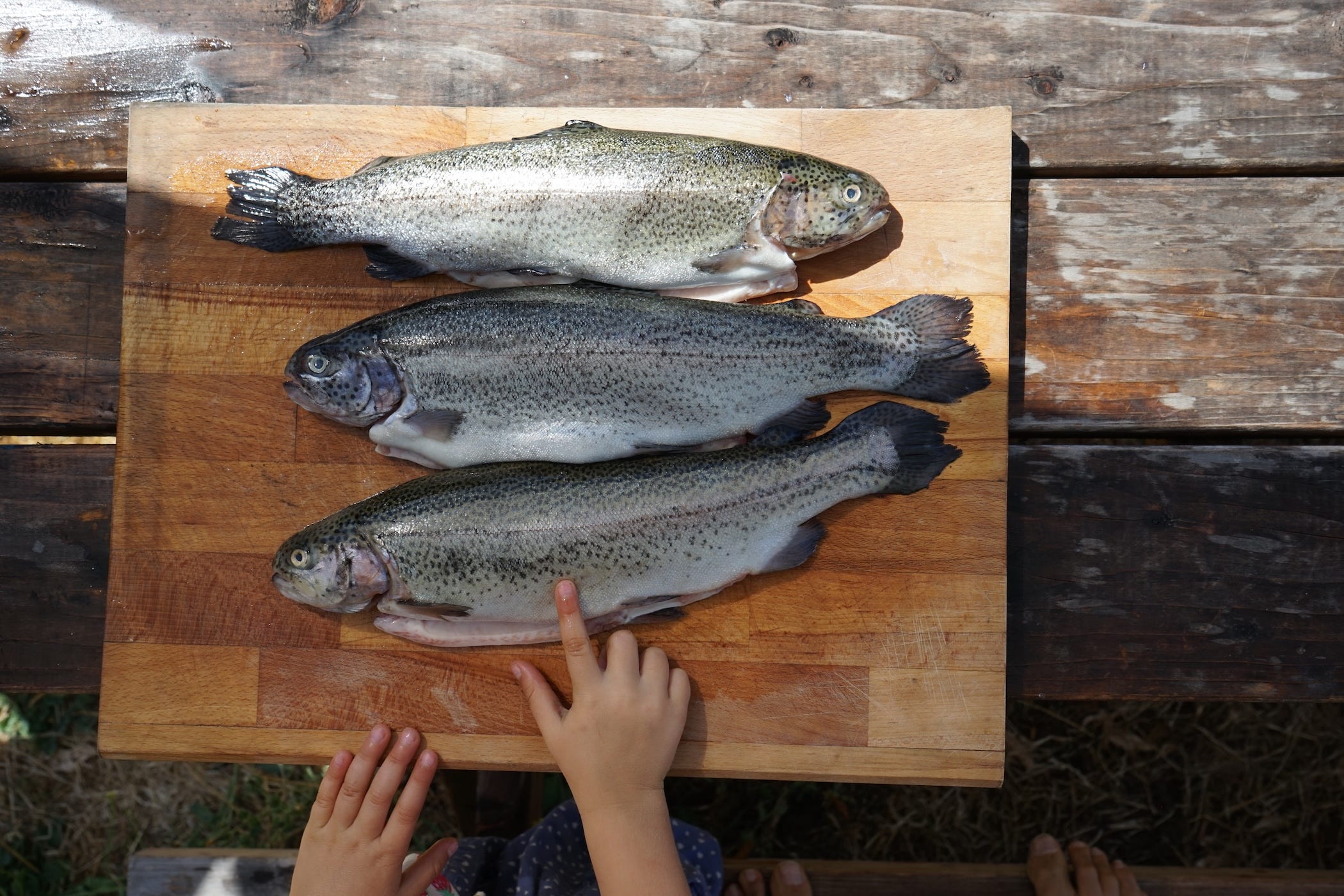 fish