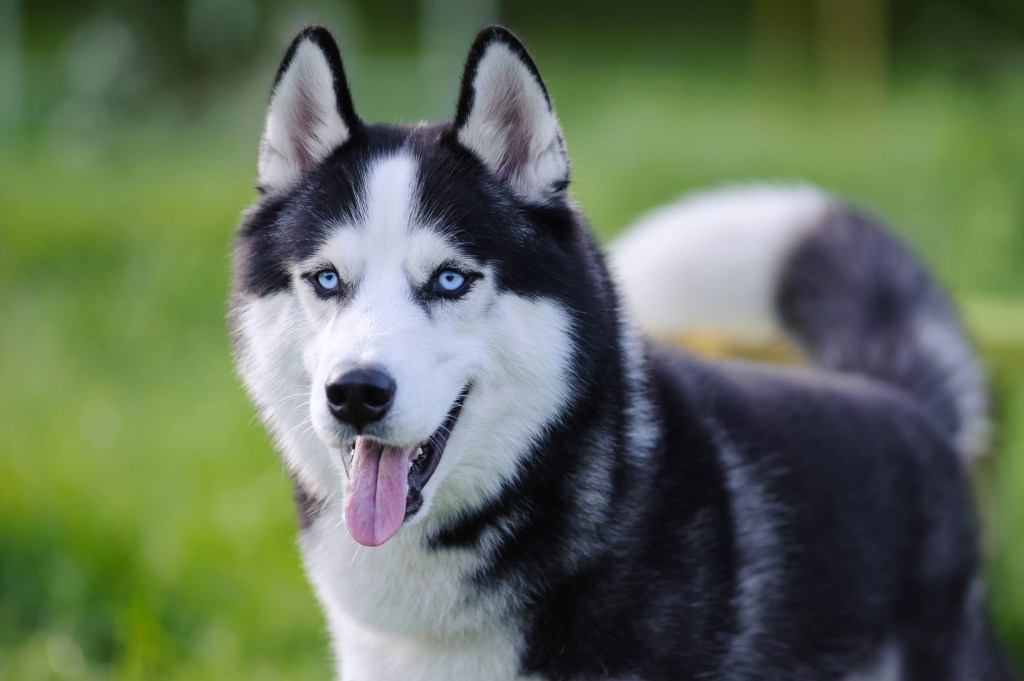 A photo of a Siberian Husky outside with the green grass in the background