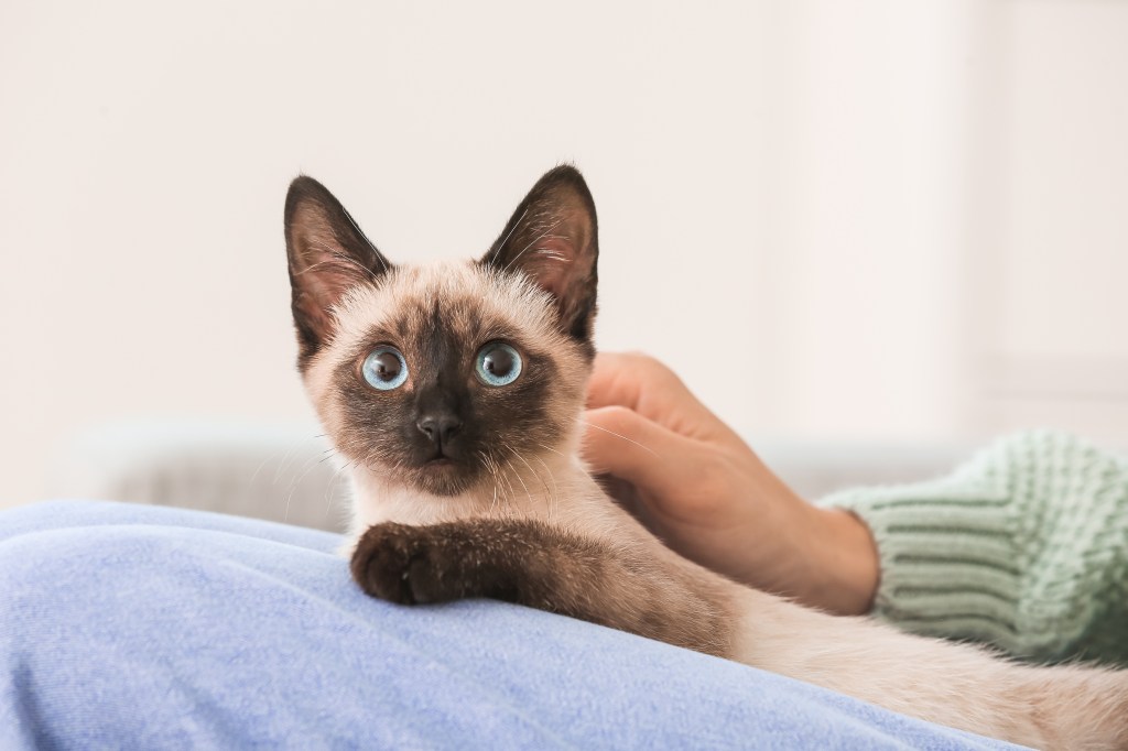 A photo of a Siamese cat sitting next to someone with the person's hand on the tiny cat's back
