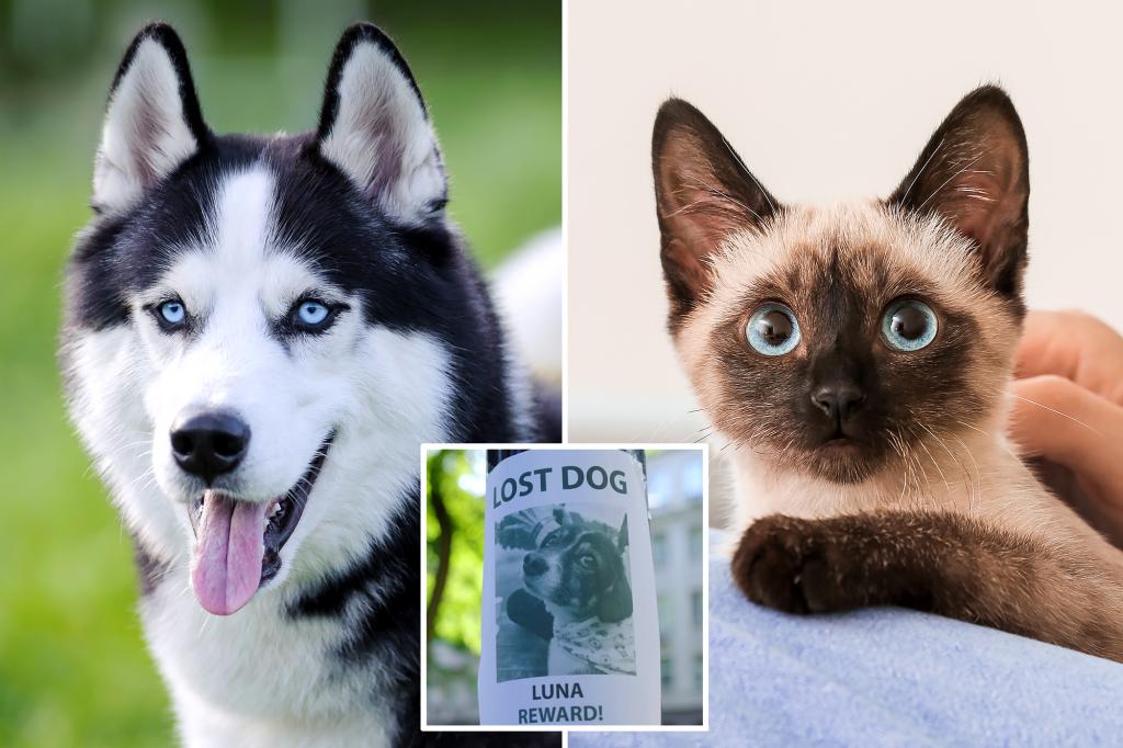 Study finds NJ leads nation in missing cat reports — and it could be due to this reason