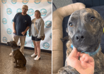 Shelter Dog Returned Twice and Ignored at Event—Then Someone Saw Her