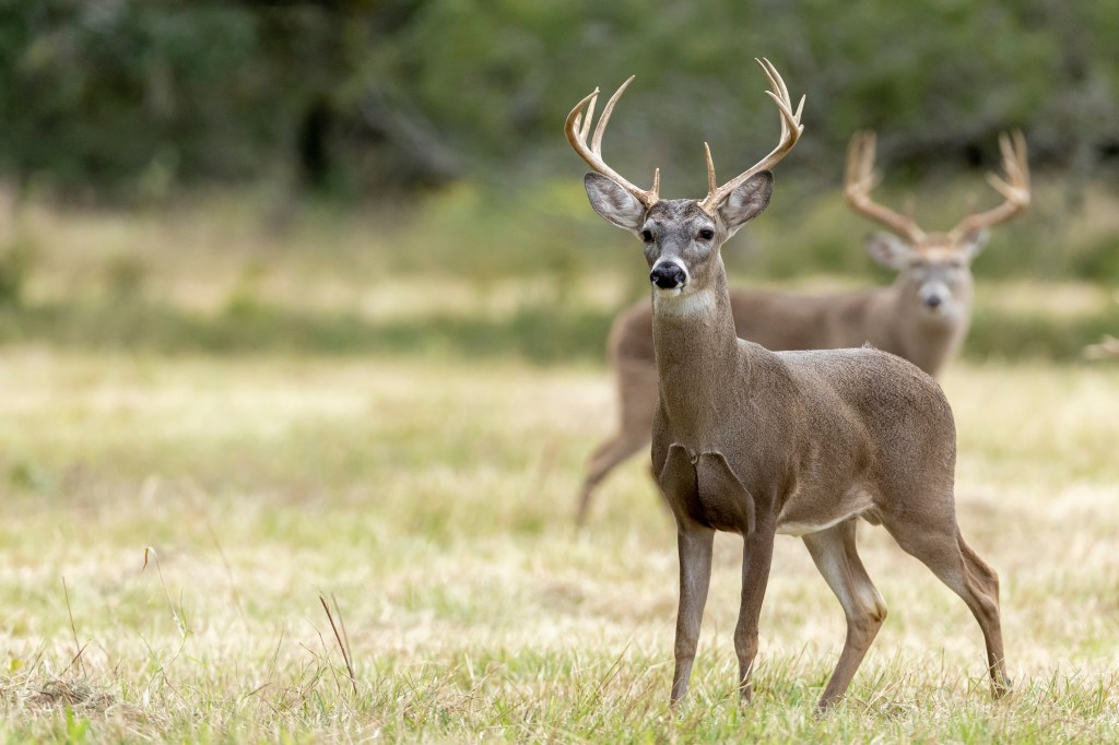 Deer