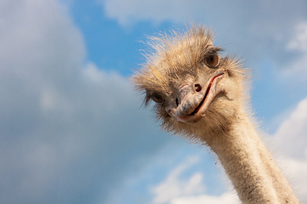 Ostrich