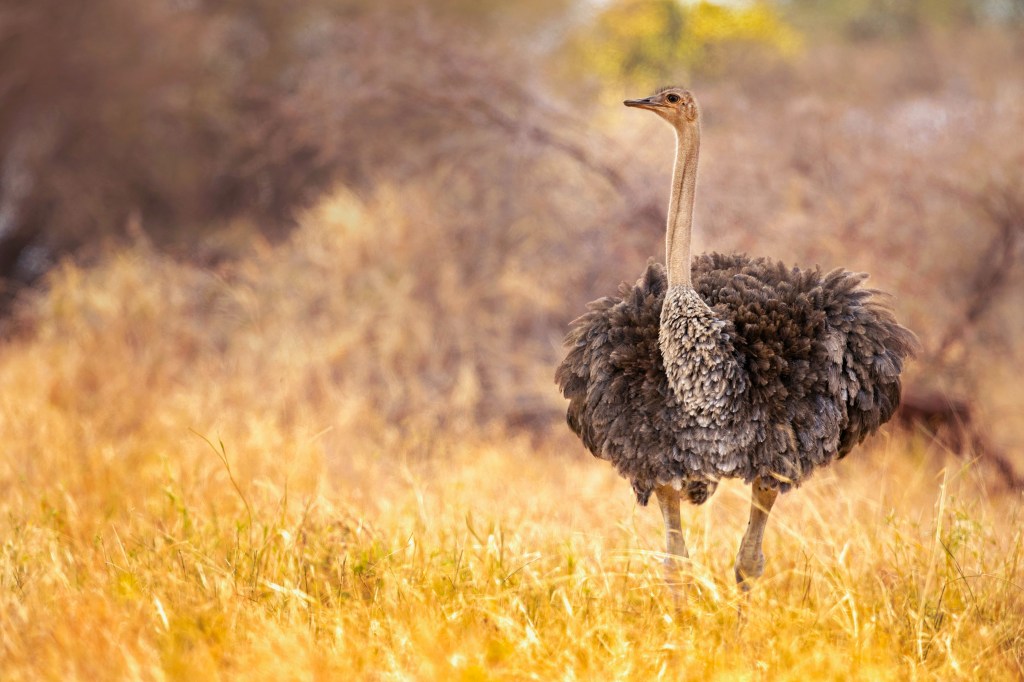 Ostrich