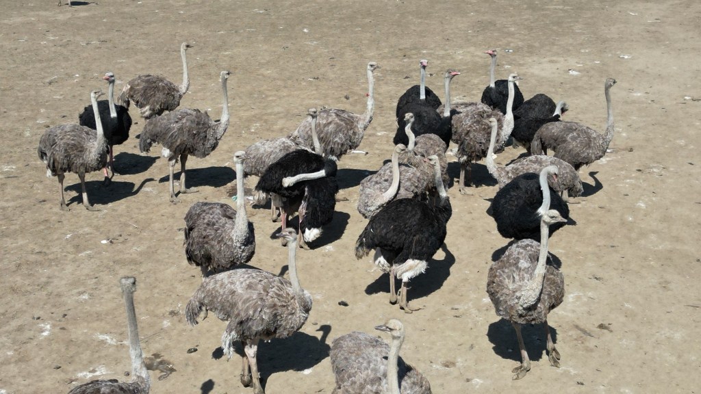 Ostriches in Canada.