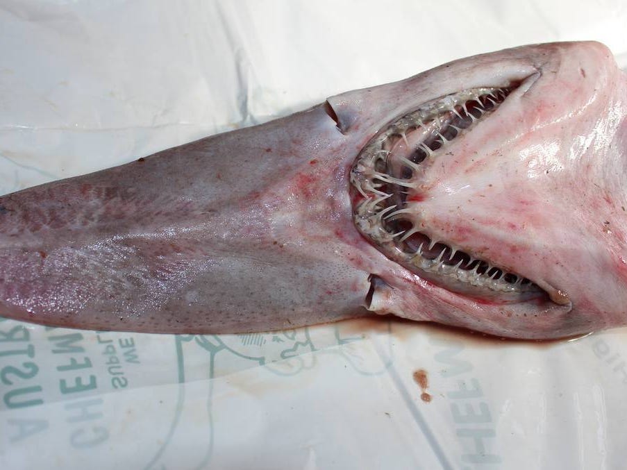 A shark with spiky teeth and long flat snout lying on a white covering