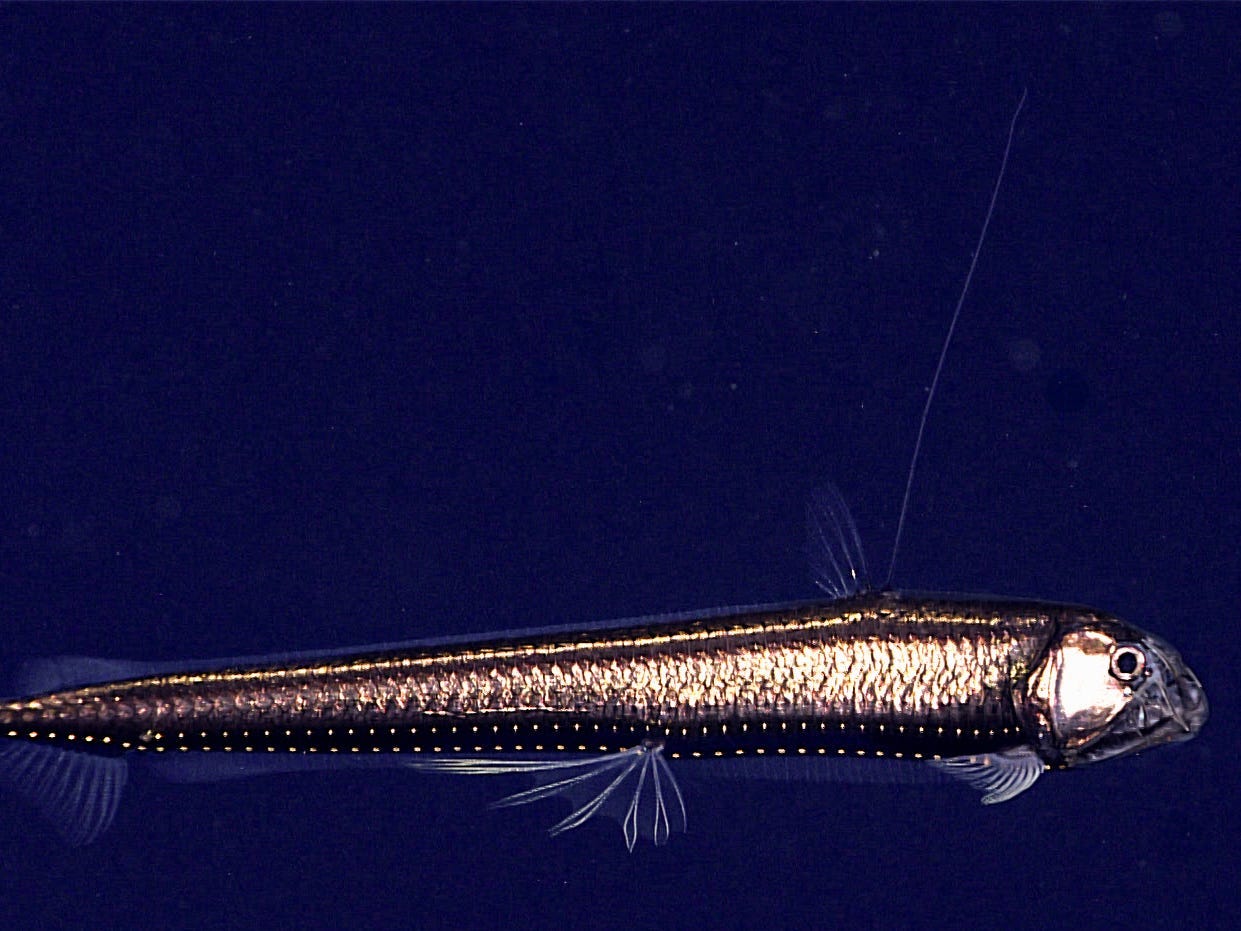 A coppery looking fish with large clear teeth sticking out of its mouth