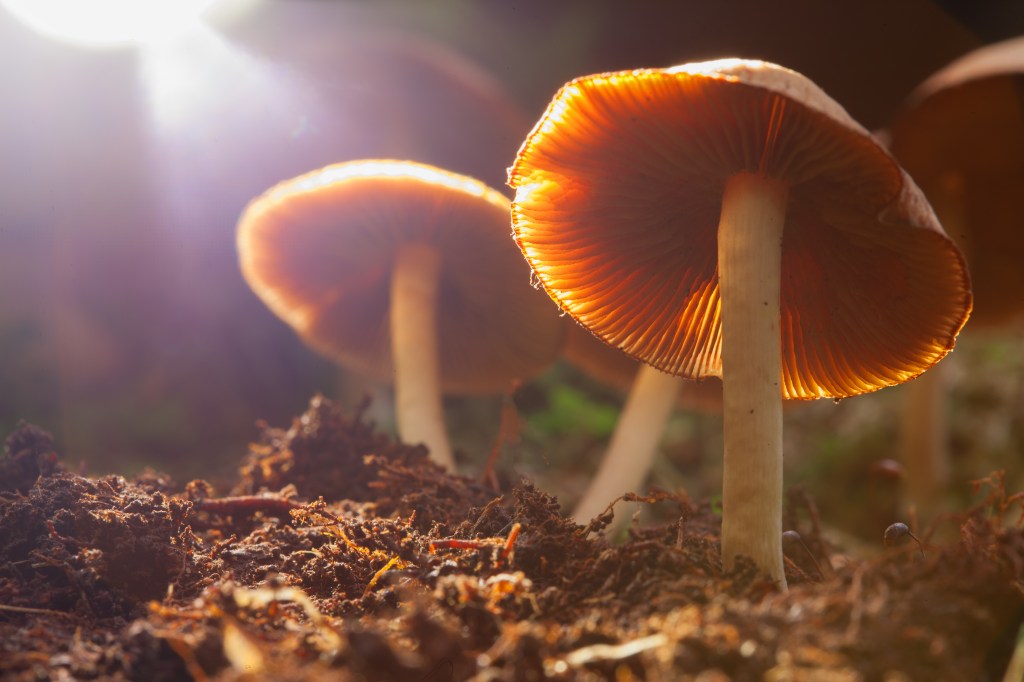 Some mushrooms contain the naturally occurring psychedelic compound psilocybin.