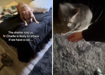 Shelter Warns Rescue Dog ‘Likely To Attack’ Cat—Then the Fight Happens