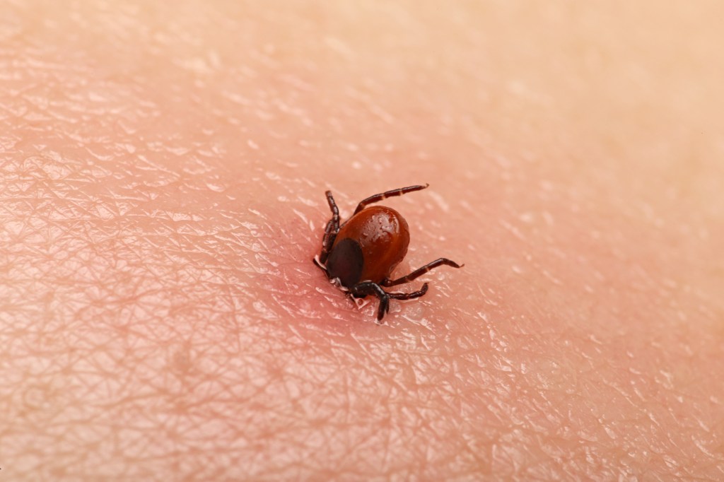 Asian longhorned tick