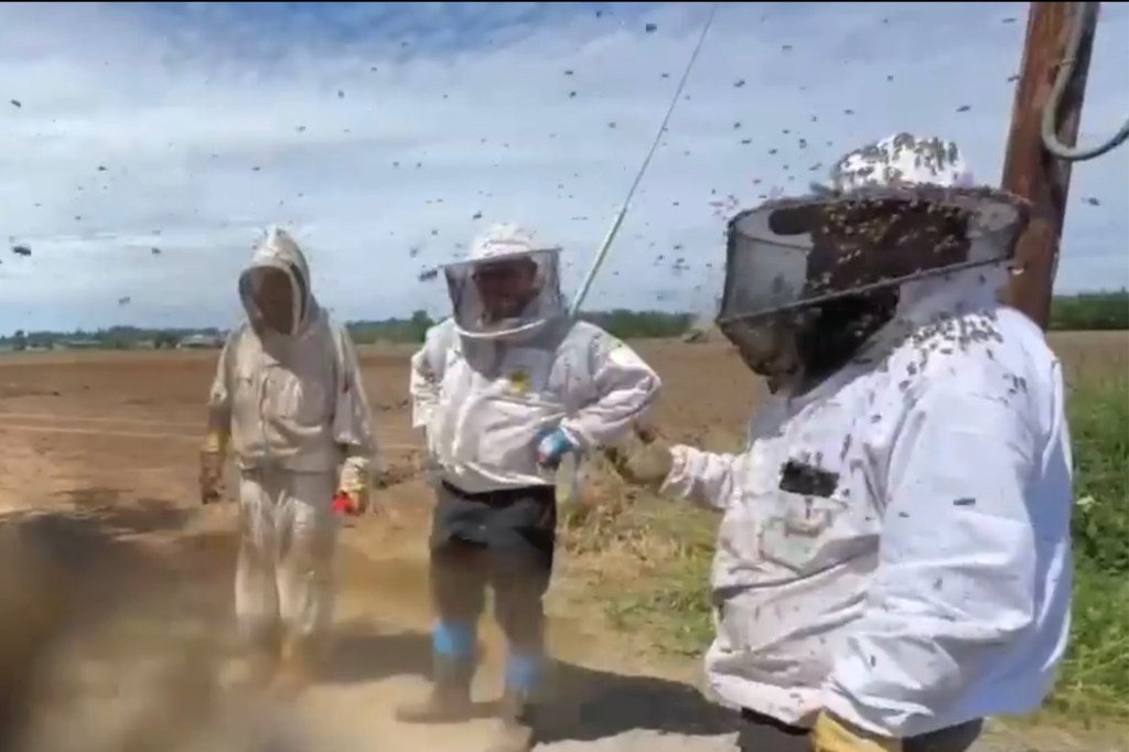 Beekeepers suspect most bees will return to their hives by Saturday morning.
