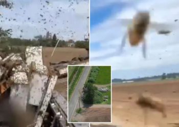 250 million bees escape after semi-truck overturns in Washington State: ‘Don’t go anywhere near them’
