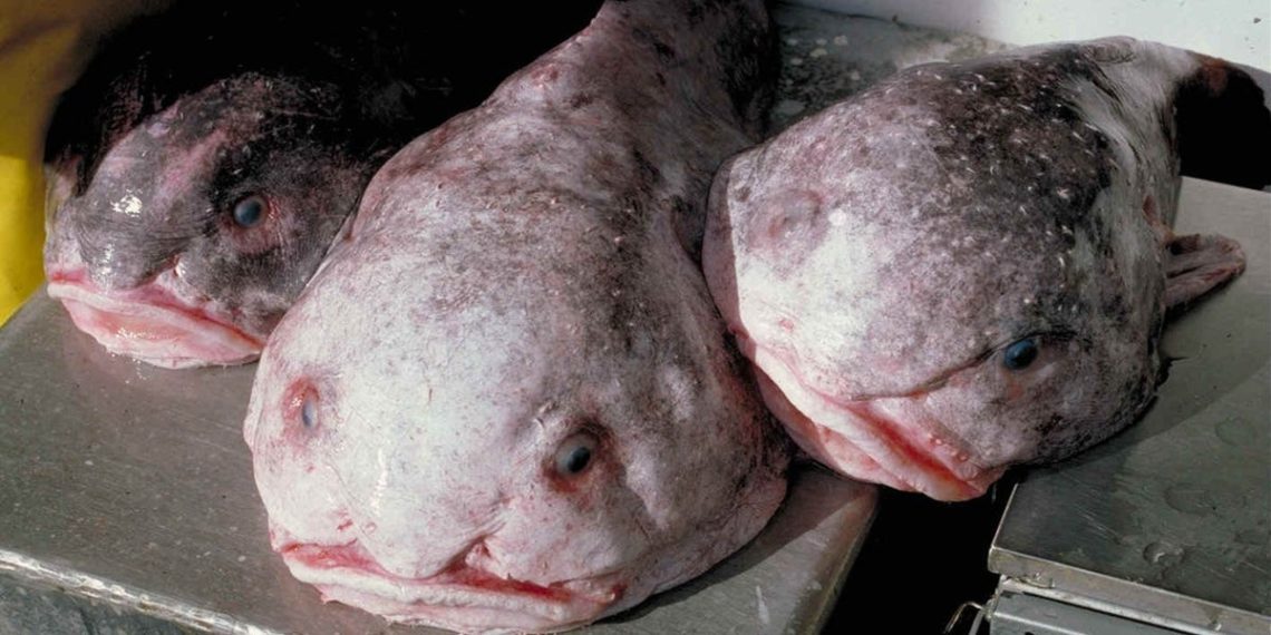 15 bizarre creatures from the bottom of the ocean that look like aliens