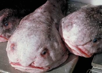 15 bizarre creatures from the bottom of the ocean that look like aliens