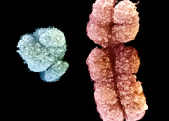 A Genetic Clue to Why Men Are Taller Than Women