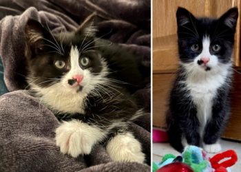 Adorable kitten survives 250-mile trip from Boston to New Jersey — while stuck inside BMW