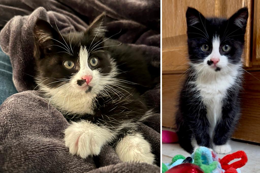 Adorable kitten survives 250-mile trip from Boston to New Jersey — while stuck inside BMW