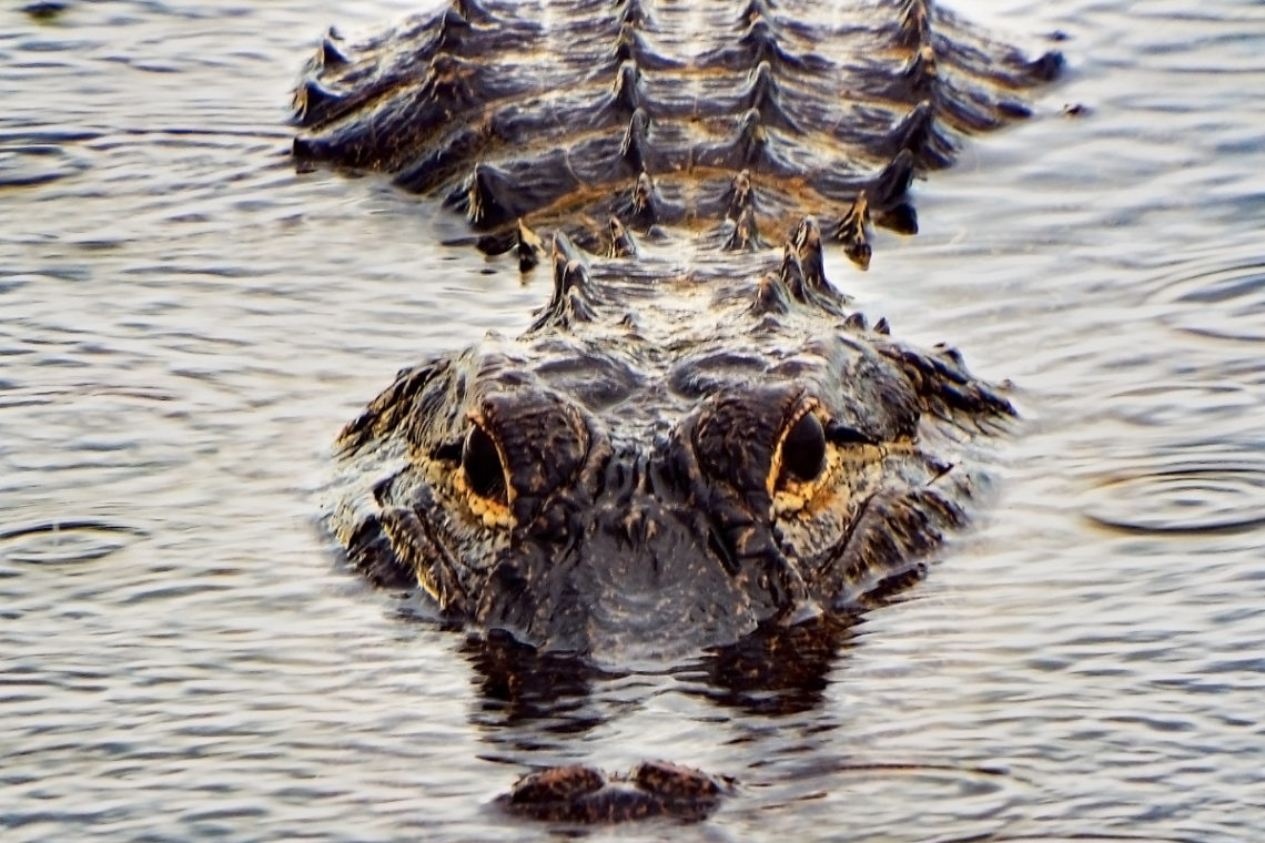 Alligator Attacks and Kills Woman Canoeing With Her Husband