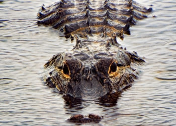 Alligator Attacks and Kills Woman Canoeing With Her Husband