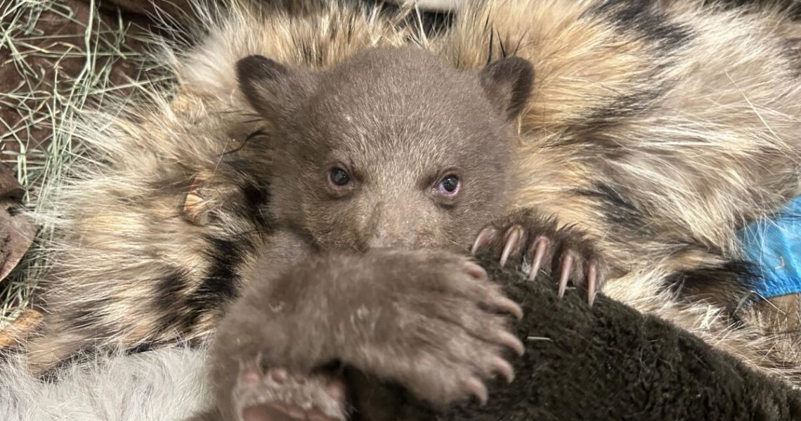 An abandoned cub was rescued from the woods. Now he’s being raised by humans — dressed as bears