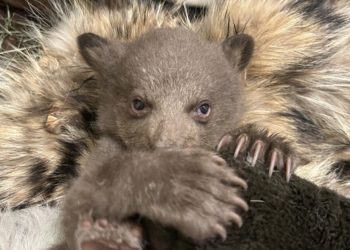 An abandoned cub was rescued from the woods. Now he’s being raised by humans — dressed as bears
