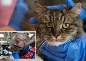 Cat survives 380-foot fall that killed owners at Utah’s Bryce Canyon National Park, Garfield County Sheriff says