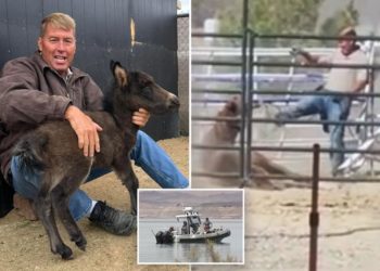 Cause of death revealed for Vegas veterinarian Shawn Frehner who went missing after being caught on camera kicking horse in face