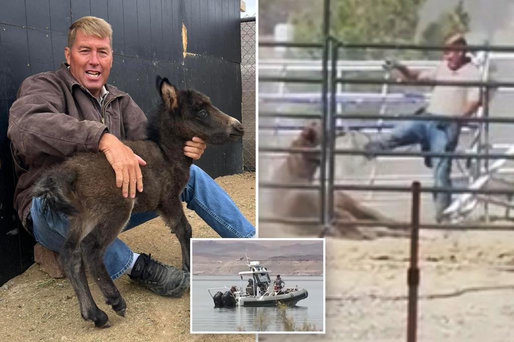 Cause of death revealed for Vegas veterinarian Shawn Frehner who went missing after being caught on camera kicking horse in face