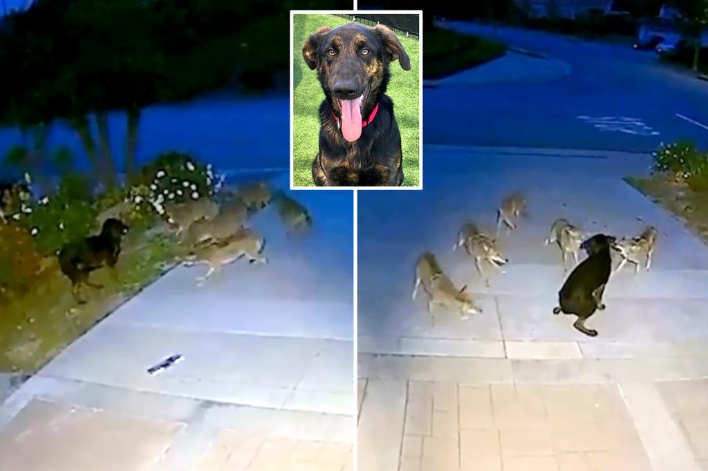 Courageous puppy fights off pack of coyotes in 45-minute battle, heart-stopping video shows