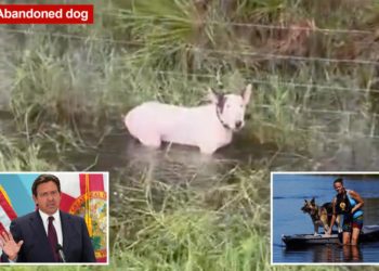 DeSantis signs law on tougher penalties for abandoning pets during disasters