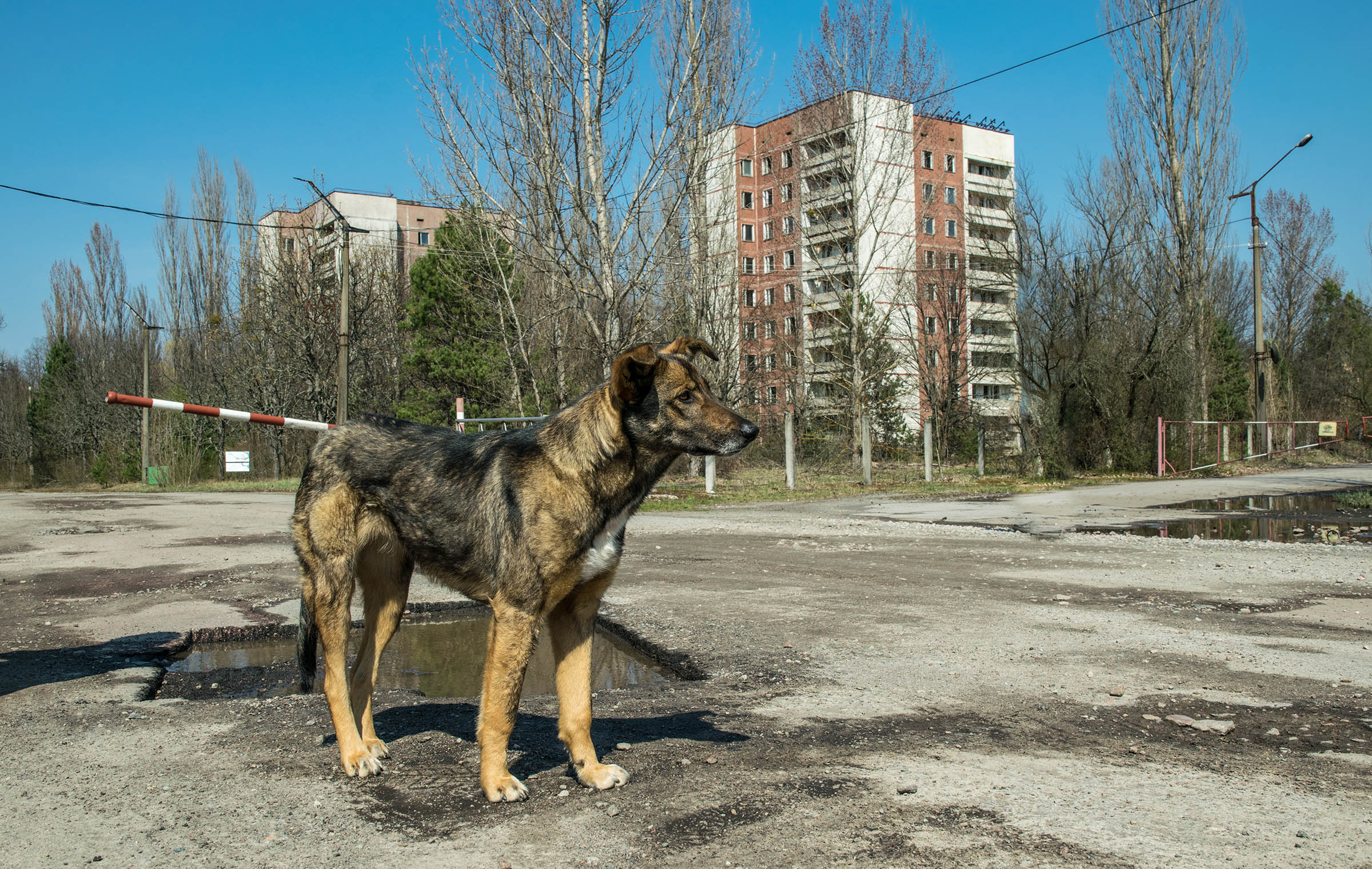 dog wandering Chernobyl Exclusion Zone