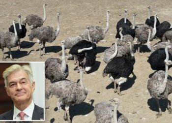 Dr. Oz offers to keep targeted Canadian ostriches at his Fla. ranch: ‘Have to get them out’