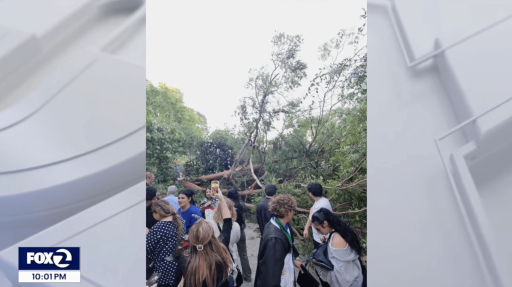 Twelve people were hurt when a tree fell during Diablo Valley College’s graduation ceremony.