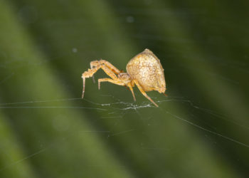 First ever gene-edited spider spins webs of glowing red silk