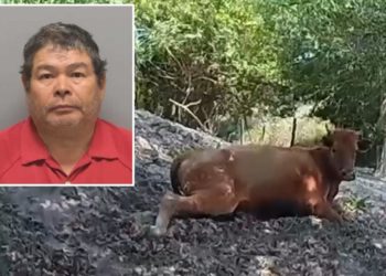 Florida man allegedly shot neighbor’s pregnant cow 5 times, riddling it with bullets