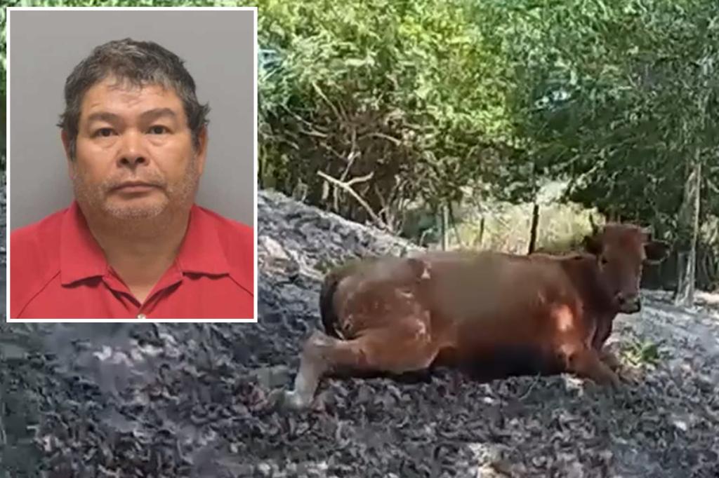 Florida man allegedly shot neighbor’s pregnant cow 5 times, riddling it with bullets