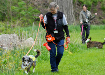 Four-legged investigators sniff out spotted lanternfly eggs