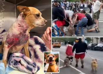 Gruesome video shows pitbulls maul chihuahua in what may be aggressive dogs’ second NYC attack