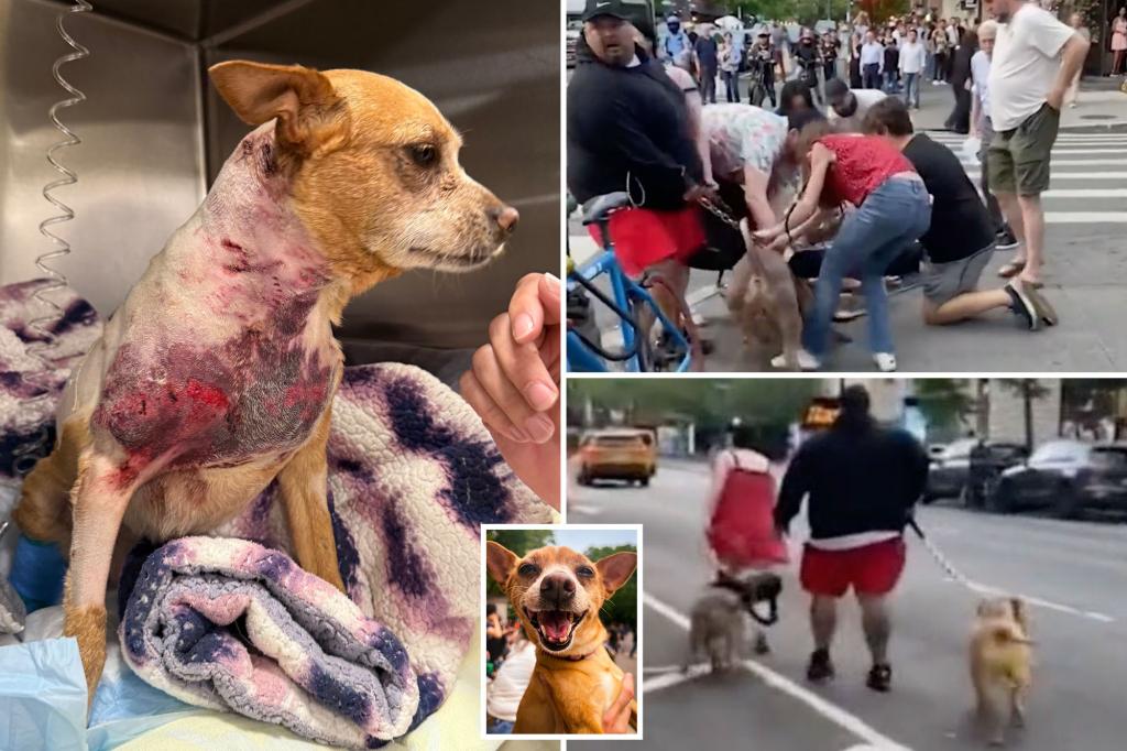 Gruesome video shows pitbulls maul chihuahua in what may be aggressive dogs’ second NYC attack