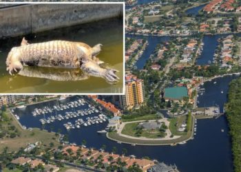 Headless, tailless alligator carcass mysteriously surfaces in Florida canal, alarming locals