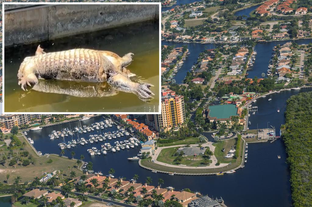 Headless, tailless alligator carcass mysteriously surfaces in Florida canal, alarming locals