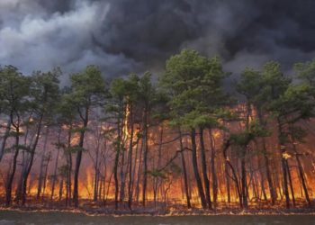 Humo de incendios forestales por cambio climático causa miles de muertes en EEUU, según estudio