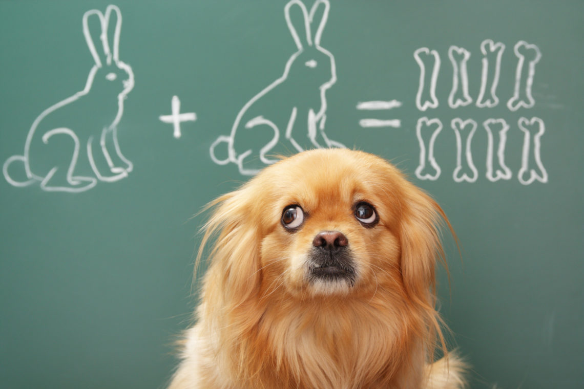 Is Your Dog Secretly a Genius? Expert Reveals 6 Signs