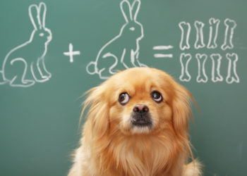Is Your Dog Secretly a Genius? Expert Reveals 6 Signs