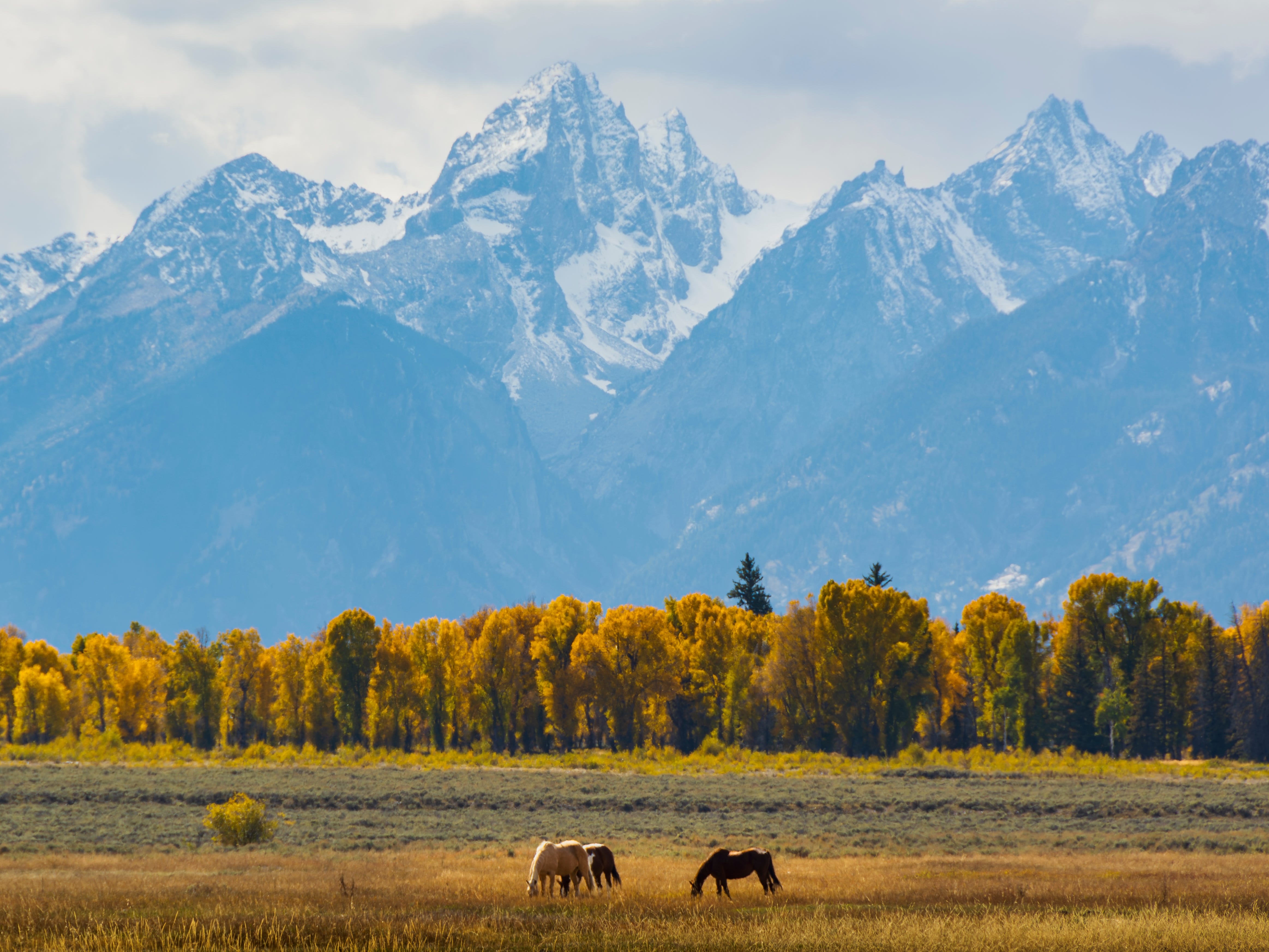 Orange leaves on trees in front of the Teton Range, with horses grazing in the grass.