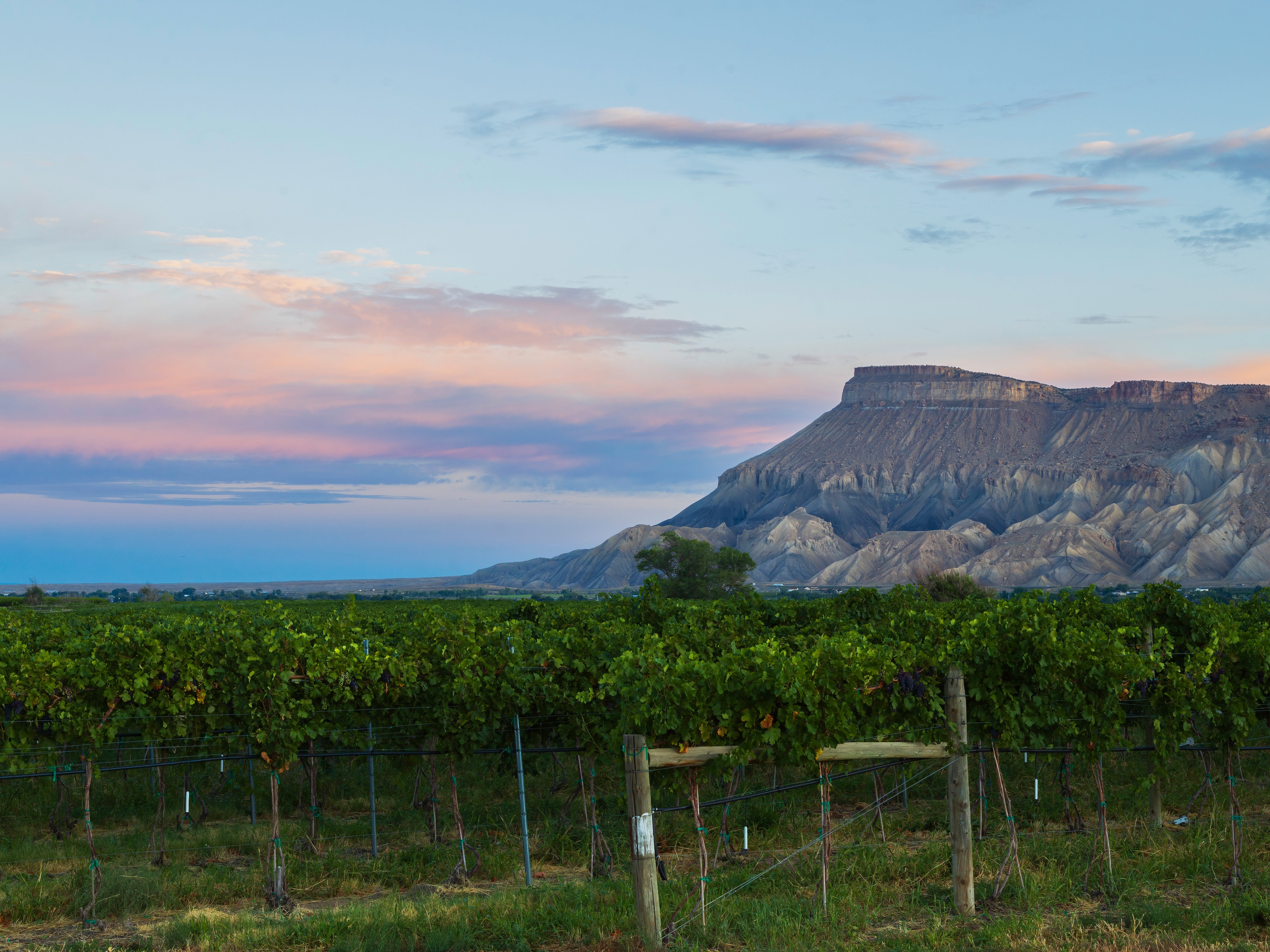 Rows of grape vines in Palisade, Colorado.