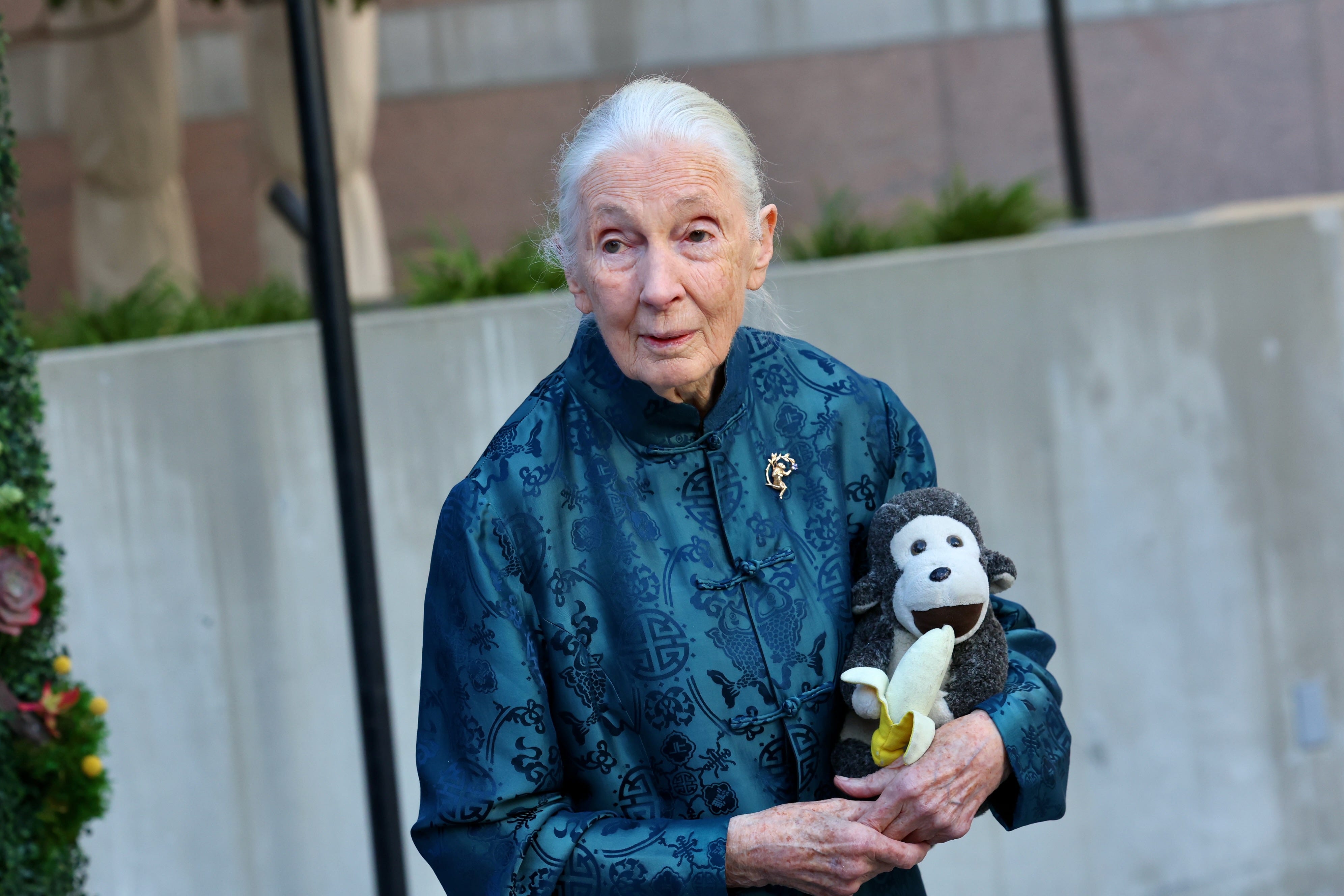 Jane Goodall is in a blue blouse, carrying a stuffed toy of a chimpanzee.