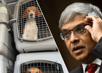 NIH closes experimentation labs accused of brutally killing thousands of beagles for 40+ years